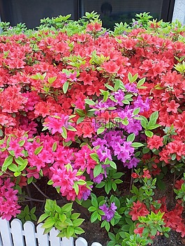 杜鵑花,鮮花,春天