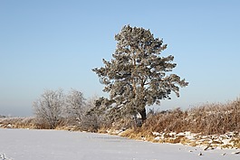 松,性質(zhì),俄羅斯