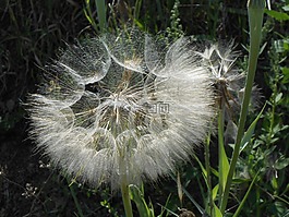 蒲公英,花