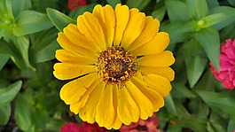 太陽(yáng),花,平靜
