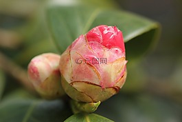 茶花花蕾,红色,花园