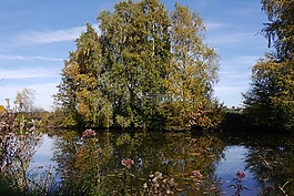景觀,水,池塘