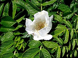 野生玫瑰,白,性質(zhì)