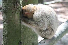 猴子,森林,äffchen