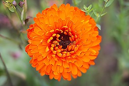 花,廠,性質(zhì)