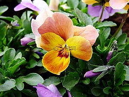 紫,花卉,黄色
