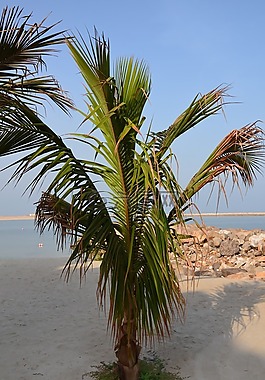 棕榈,海,海滩