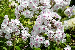 福祿考,火焰花,花