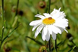 瑪格麗特,花,開花