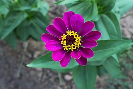 紫,花,紫色的小花