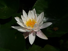 睡莲,盛开,白