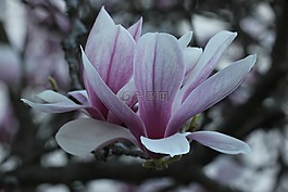 玉蘭花,郁金香樹,背光