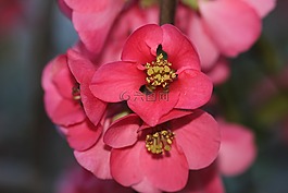 觀賞櫻花,開花,紅色