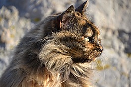 猫,宿醉,玳瑁