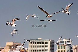 海鷗,飛,鳥