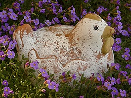 雞,花園,鮮花