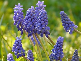 muscari,花,開花