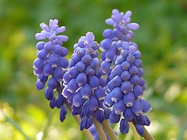 muscari,花,開花