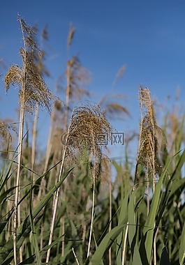 性質(zhì),水域,蘆葦