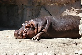河馬,水,動物園