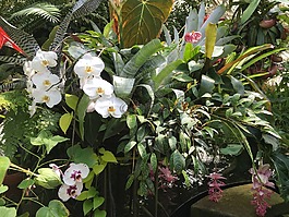 蘭花,植物,花