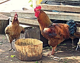 鳥類,公雞,雞
