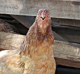鳥類,公雞,雞