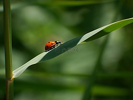 瓢蟲,葉,綠色