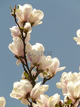 玉蘭,裝飾,布什