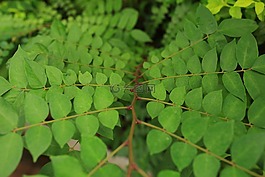葉,植物,綠色