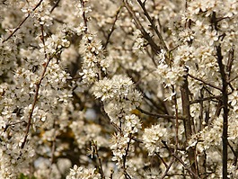 布莱克索恩,schlehendorn,schlehe