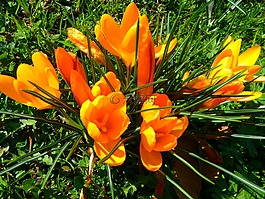 藏紅花,花,春天