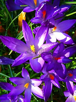 藏紅花,花,春天