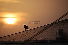 日落,鳥,側(cè)影