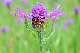 knapweed,矢車菊 jacea,曾矢車菊