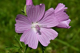 玫瑰，錦葵,錦葵alcea,上漲錦葵