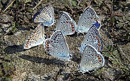 蝴蝶,藍色,休息