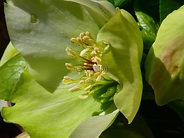 患病率上升,开花,花