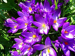 藏紅花,花,春天
