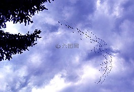 鹅,加拿大鹅,羊群
