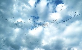 鵝,天空,羊群