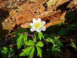木?？??？?花