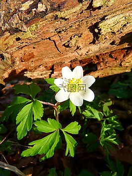 木?？??？?花