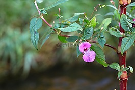 秋季,開花,粉紅色
