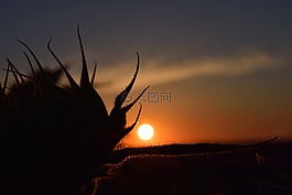 日落,背光,太陽(yáng)花