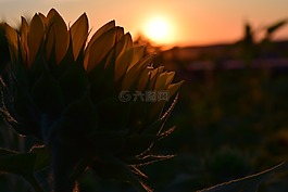 日落,太陽花,背光
