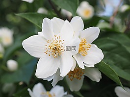 模擬橙,茉莉,鮮花