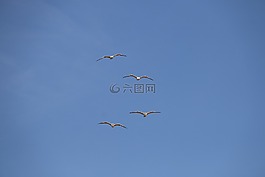 海鷗,藍(lán)色的天空,性質(zhì)