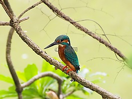 翠鳥,魚狗,kingfisher