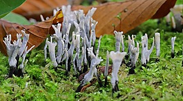 樹樁,苔,森林